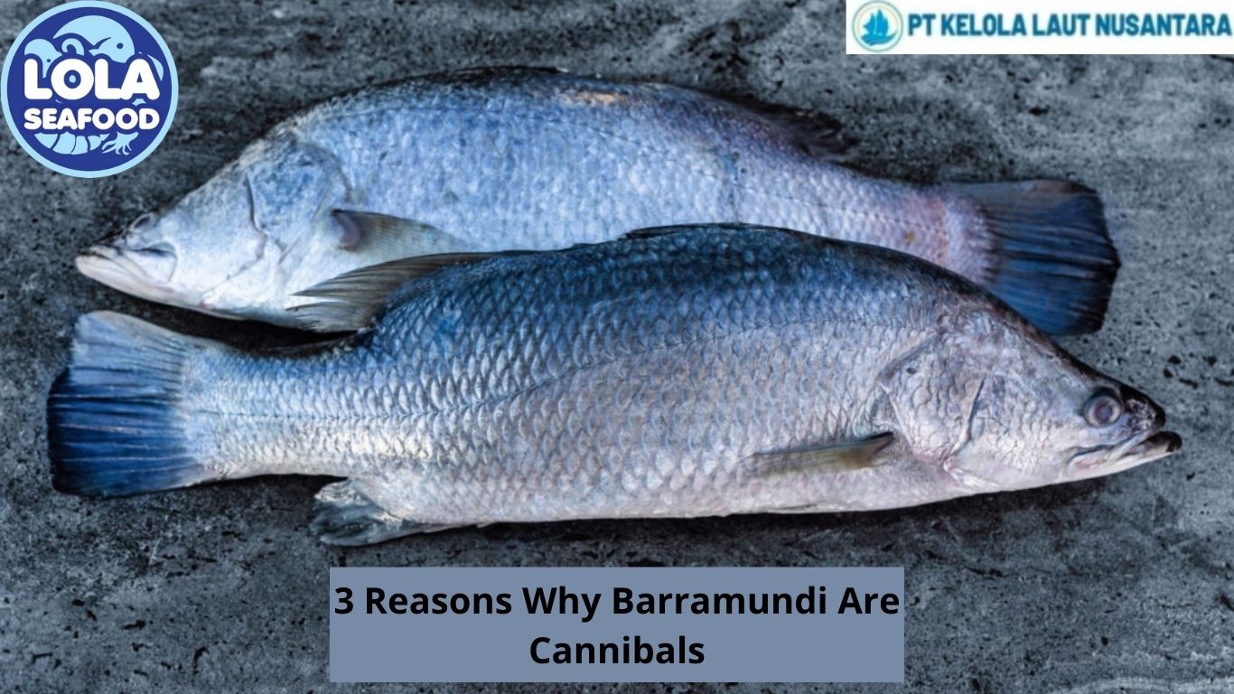 3 Reasons Why Barramundi Are Cannibals